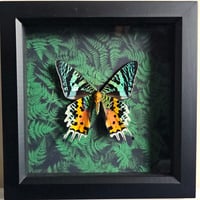 Ferns - Madagascan Sunset Moth