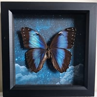 Celestial - Blue Morpho Butterfly
