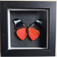 Framed - Prola Beauty Butterfly
