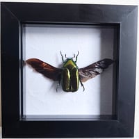 Framed - Luzonica Flower Beetle