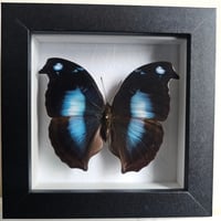 Framed - Blue Hookwing Butterfly