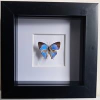 Framed - Crowned Hairstreak Butterfly