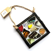 Image 1 of Butterfly & Moth Wing Hanging Small