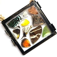 Image 2 of Butterfly & Moth Wing Hanging Small