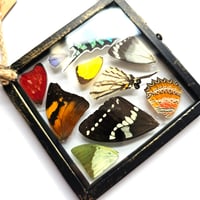 Image 4 of Butterfly & Moth Wing Hanging Small