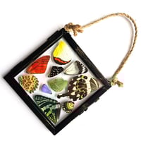 Image 1 of Butterfly & Moth Wing Hanging Small I