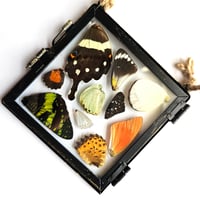 Image 2 of Butterfly & Moth Wing Hanging Small I