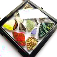 Image 4 of Butterfly & Moth Wing Hanging Small I