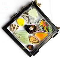 Image 2 of Butterfly & Moth Wing Hanging Small II