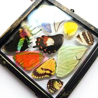 Image 4 of Butterfly & Moth Wing Hanging Small II