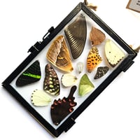 Image 2 of Butterfly & Moth Wing Hanging Medium I