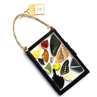 Image 1 of Butterfly & Moth Wing Hanging Medium I