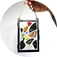 Image 3 of Butterfly & Moth Wing Hanging Medium I