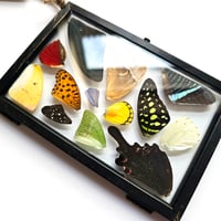 Image 4 of Butterfly & Moth Wing Hanging Medium I