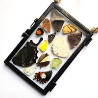 Image 2 of Butterfly & Moth Wing Hanging Medium II