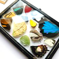 Image 4 of Butterfly & Moth Wing Hanging Medium II