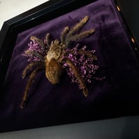 Image 2 of Purle Floral Tarantula