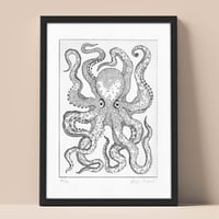 Image 1 of Octopus vulgaris