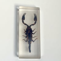 Image 5 of Inclusion de Scorpion noir sous résine Plexiglas - vintage 1970 - Cabinet de curiosités
