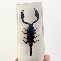 Image 6 of Inclusion de Scorpion noir sous résine Plexiglas - vintage 1970 - Cabinet de curiosités