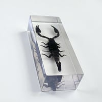Image 4 of Inclusion de Scorpion noir sous résine Plexiglas - vintage 1970 - Cabinet de curiosités