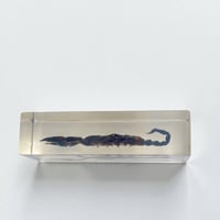 Image 11 of Inclusion de Scorpion noir sous résine Plexiglas - vintage 1970 - Cabinet de curiosités