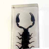 Image 7 of Inclusion de Scorpion noir sous résine Plexiglas - vintage 1970 - Cabinet de curiosités