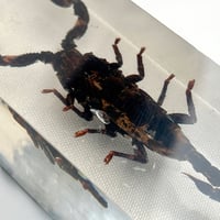 Image 8 of Inclusion de Scorpion noir sous résine Plexiglas - vintage 1970 - Cabinet de curiosités