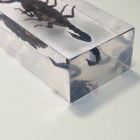 Image 9 of Inclusion de Scorpion noir sous résine Plexiglas - vintage 1970 - Cabinet de curiosités