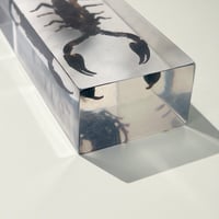 Image 10 of Inclusion de Scorpion noir sous résine Plexiglas - vintage 1970 - Cabinet de curiosités