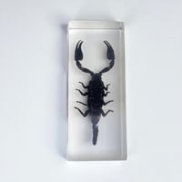 Image 2 of Inclusion de Scorpion noir sous résine Plexiglas - vintage 1970 - Cabinet de curiosités