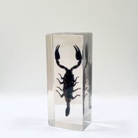 Image 1 of Inclusion de Scorpion noir sous résine Plexiglas - vintage 1970 - Cabinet de curiosités