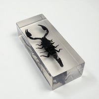 Image 3 of Inclusion de Scorpion noir sous résine Plexiglas - vintage 1970 - Cabinet de curiosités