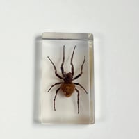 Image 4 of Inclusion d'araignée Mygale sous résine Plexiglas - vintage 1970 - Cabinet de curiosités