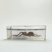 Image 7 of Inclusion d'araignée Mygale sous résine Plexiglas - vintage 1970 - Cabinet de curiosités