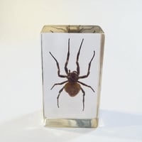 Image 3 of Inclusion d'araignée Mygale sous résine Plexiglas - vintage 1970 - Cabinet de curiosités