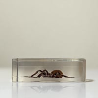 Image 5 of Inclusion d'araignée Mygale sous résine Plexiglas - vintage 1970 - Cabinet de curiosités