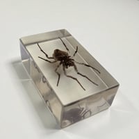 Image 8 of Inclusion d'araignée Mygale sous résine Plexiglas - vintage 1970 - Cabinet de curiosités