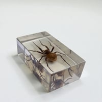 Image 6 of Inclusion d'araignée Mygale sous résine Plexiglas - vintage 1970 - Cabinet de curiosités