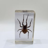 Image 2 of Inclusion d'araignée Mygale sous résine Plexiglas - vintage 1970 - Cabinet de curiosités