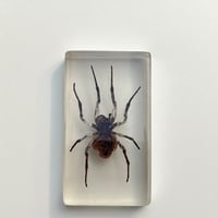 Image 9 of Inclusion d'araignée Mygale sous résine Plexiglas - vintage 1970 - Cabinet de curiosités