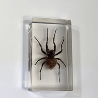 Image 1 of Inclusion d'araignée Mygale sous résine Plexiglas - vintage 1970 - Cabinet de curiosités
