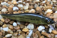 Image 2 of Custom Airbrushed Jerkbait TA 110 8649