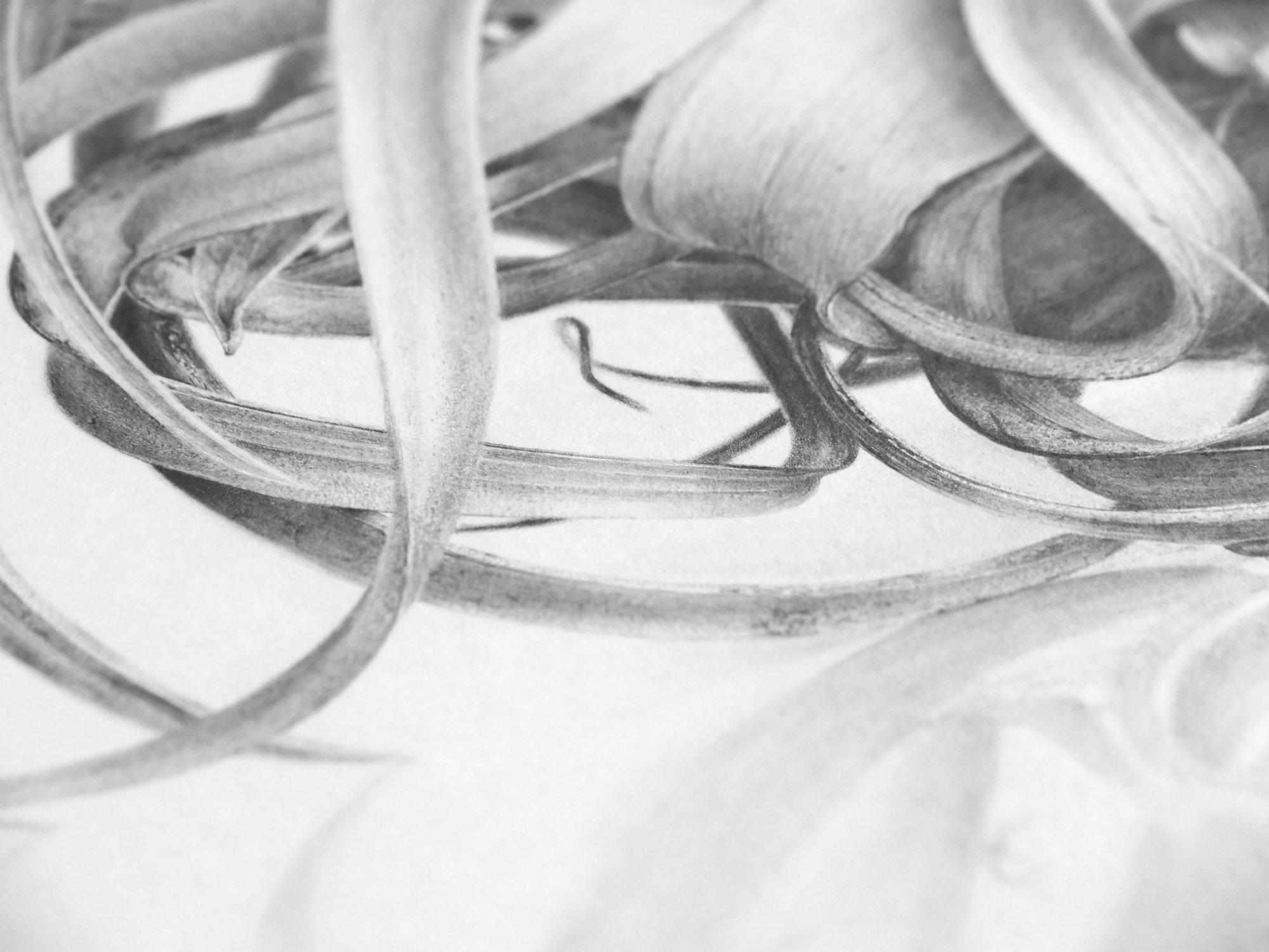 Image of Xerographica II