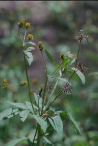 Image of NEW TINCTURE Bidens Pilosa