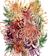 Image 2 of Chrysanthèmes japonaises
