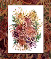 Image 1 of Chrysanthèmes japonaises