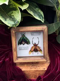 Image 1 of WOODEN BEETLES