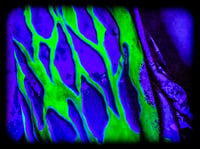 Image 14 of ToxicC II UV 3XLT