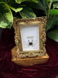 ORNATE TAILESS WHIP SCORPION